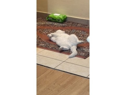 Scottish fold sütlaça yuva arıyoruz