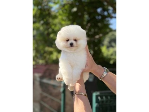 Üst düzey ayıcık pomeranian boo