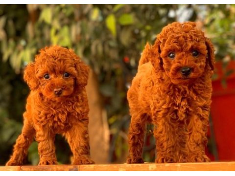 Red brown toy poodle yavrular