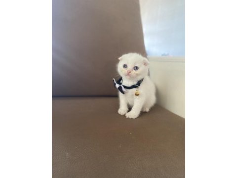 Scottish fold 65 günlük herşeyi tam
