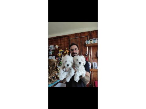 Hiç büyümeyen bembeyaz maltese terrier