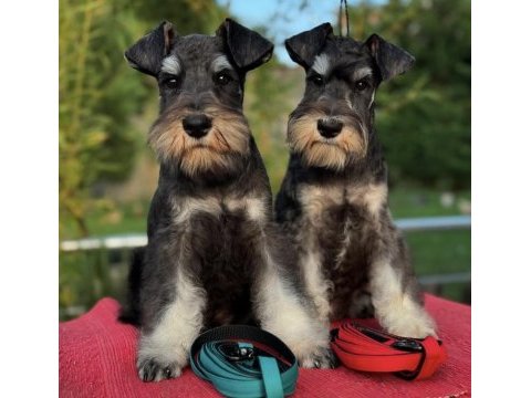 Fcı pedigreeli miniature schnauzer yavruları