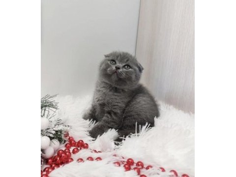 Gri scottish fold yavrularımız 