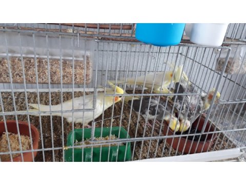 Balıkesir bigadiç sultan papağanı