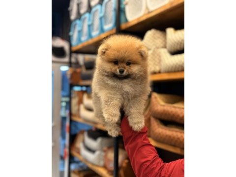 Adana pomeranian boo ayı surat yavru