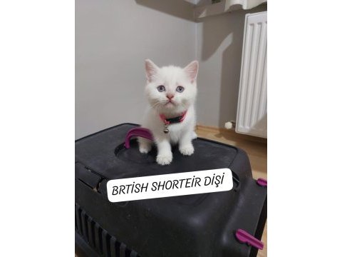 British shorthair prensesim hazır