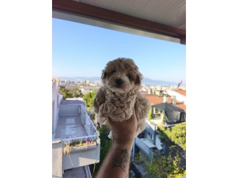 Maltipoo cinsi yavrularımız