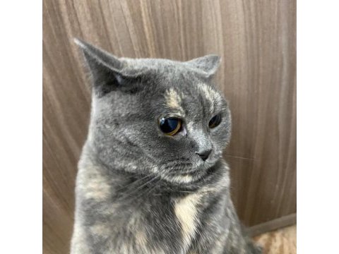 Şirinmi şirin miyaw british shorthair