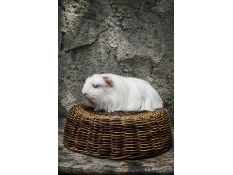 Safkan tek renk coronet guinea pig bebek
