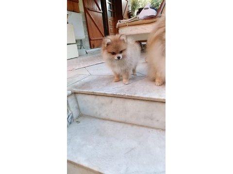 Pomeranian spitz köpeğimiz