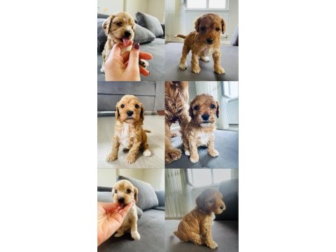 Cockapoo cinsi