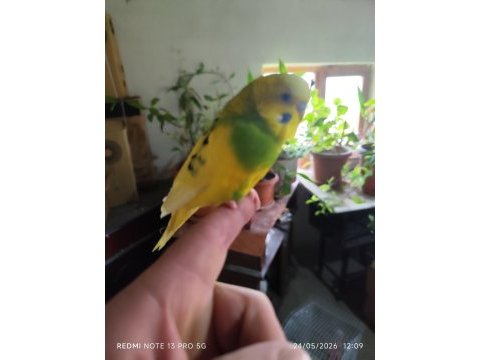 Ele alışık erkek muhabbet kuşu