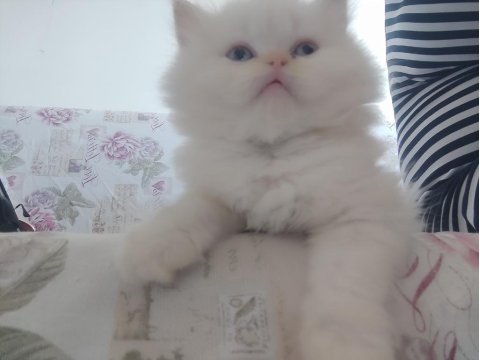 Biz hazırız british longhair