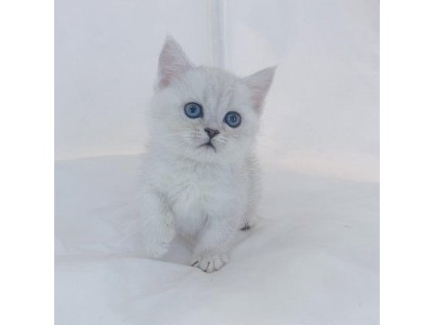 British shorthair yavruları