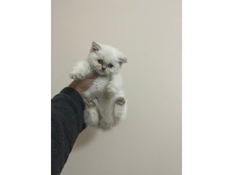 Teslime hazır a kalite bebek british shorthair