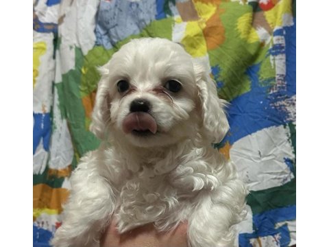 Yavru maltese terrier