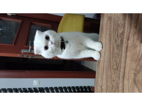 Erkek scottish fold 1 yaşında kısırlaştırma yapıldı