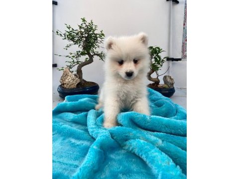Burkemden a kan samoyed yavruları