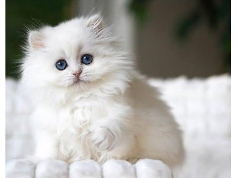 Kusursuz ns1133 british longhair
