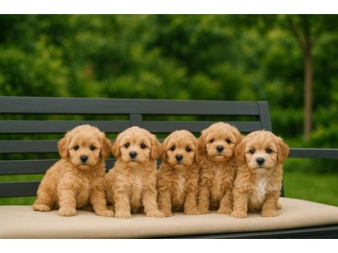 Mersin maltipoo yavruları
