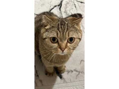 Scottish fold dişi kedimizi çiftleştirme