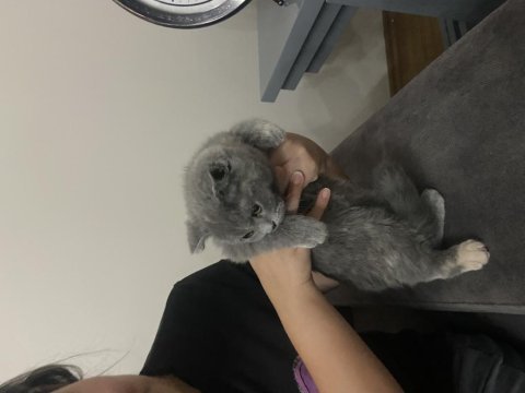 Scottish fold kedisi