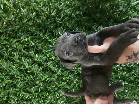 Ruhsatlı çiftliğimizden safkan cane corso yavruları