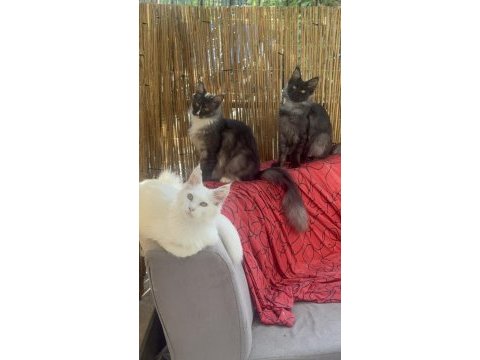Gri yele maine coon isteyenler