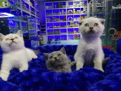 Safkan british shorthair yavrularımız