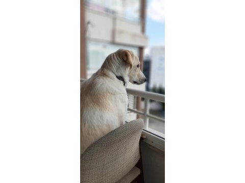 Golden retriever sahiplendirme