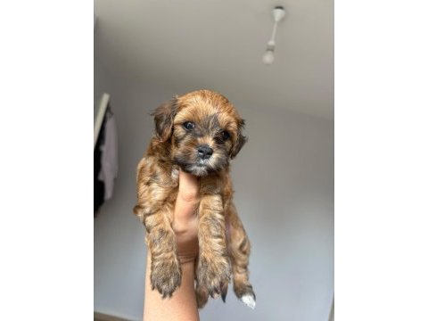 Maltipoo yavruları