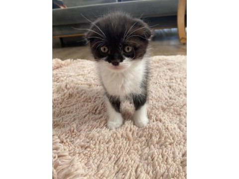 Scottish fold yavrular