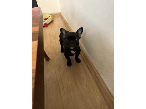 Erkek&dişi sağlıklı french bulldog bebekleri