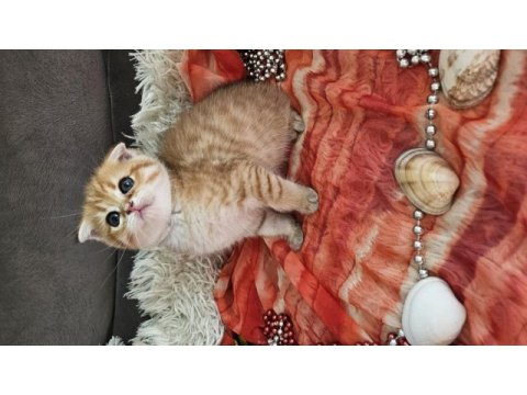 Golden scottish fold erkek bebekler