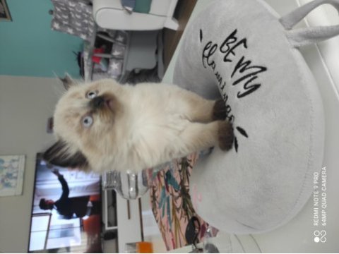 Blue point cinsi british shorthair acil sahiplendirmem lazım