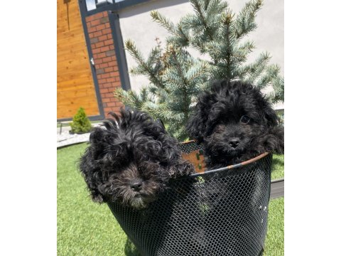 Kahve ve siyah poodle