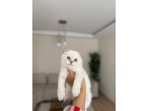 Scottısh fold sılver yavrularım 