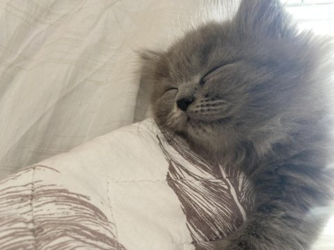 British longhair 25 mart doğumlu