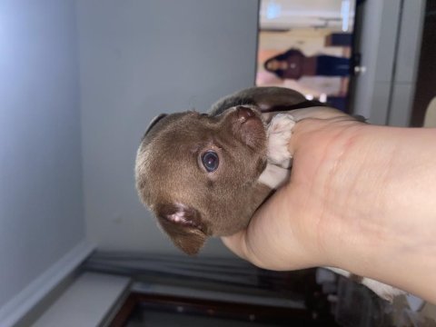Chihuahua yavruları