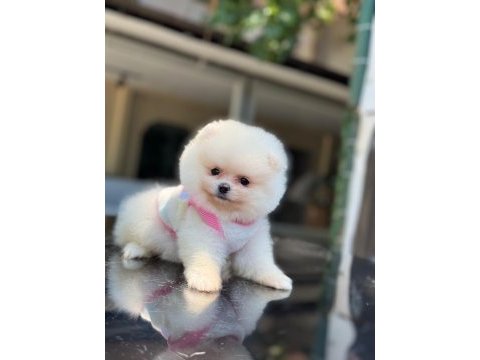 Sağlık ve ırk garantili pomeranian boo