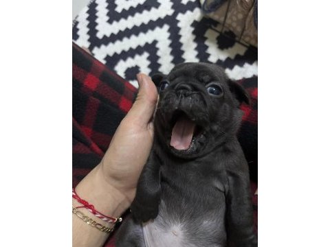 Pug mops bebeklerimiz ömürlük ailelerini bekliyor