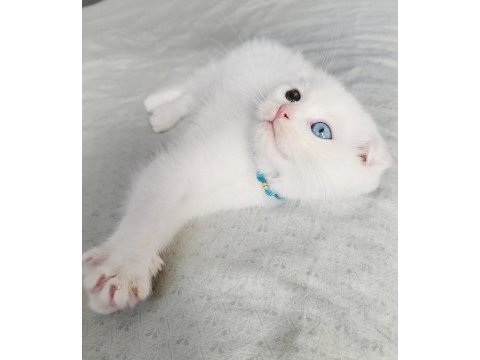 Scottish fold oddeyes