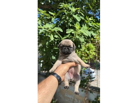 Pug yavrularımız