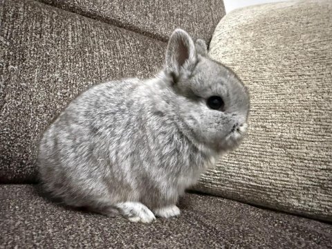 Safkan hollanda cüce ve mini lop tavşan her yere gönderim