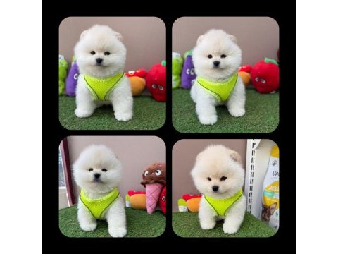 Pomeranian boo yeni yuvasını bekliyor