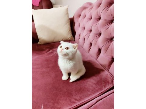 Scottish fold yumurcak yuva arıyor
