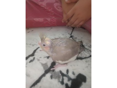 Ele alıştırmalik süper sultan papağanı yavrularım