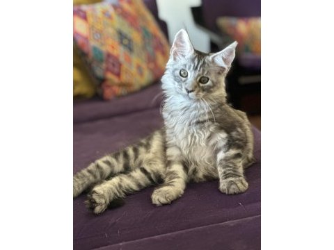 Maine coon - sadece ömürlük yuvalar seçilir