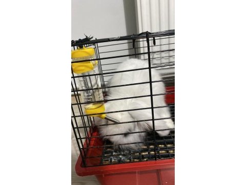 Hollanda teddy lop tavşan sahıplendırme