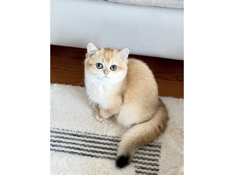 Şecereli british shorthair golden ny12 erkek yavru